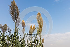 Dry yellow Cortaderia Selloana Pumila feather pampas grass with is on a blue sky with white clouds background in the