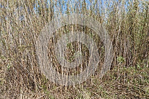 Dry yellow Cortaderia Selloana Pumila feather pampas grass with is on a blue sky with white clouds background in the