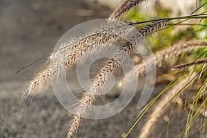 Dry yellow Cortaderia Selloana Pumila feather pampas grass with is on a dark background