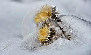 Dry yellow flower in the snow