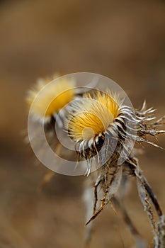 Dry yellow fluffy flowers of a thistle