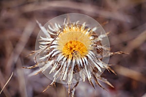 Dry yellow fluffy thistle flower