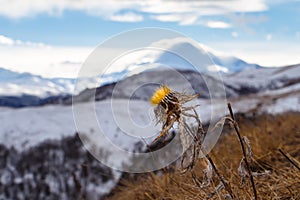 Dry yellow fluffy thistle flower