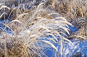 Dry yellow grass covered with hoarfrost. Frosty weather