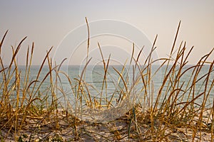 Dry yellow grass in dune against calm sea. Seaside background. Tall reed on sand beach. Seascape on sunset.