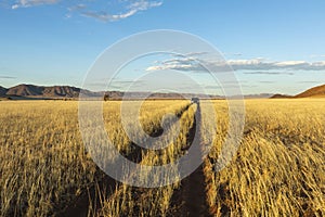 Dry yellow grass on the plain