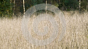 Dry yellow grass swaying in the wind