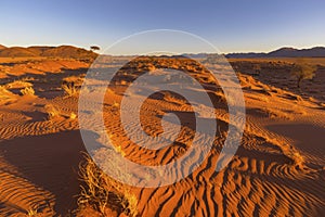 Dry yellow grass and wind swept patterns in the sand