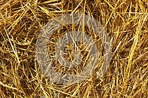 Dry yellow hay close up