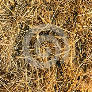 Dry yellow hay, grass background