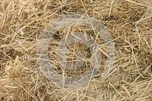 Dry yellow hay, grass background