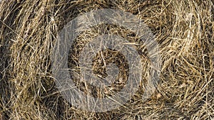 Dry yellow hay, grass Background texture after havest