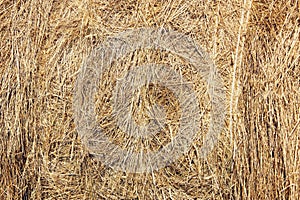 Dry yellow hay, straw, grass, background texture