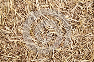 Dry yellow hay using for agriculture background