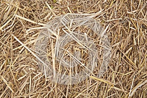 Dry yellow hay using for agriculture background