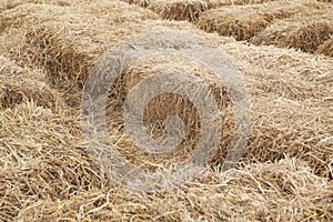 Dry yellow hay using for agriculture background