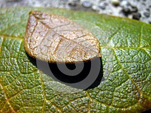 Dry yellow leaf on green