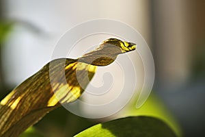 Dry yellow leaf plant macro