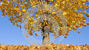 Dry yellow leaves on maple tree float in wind 4K