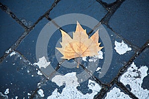 Dry yellow maple leaf on dark grey cobblestone road. Autumn concept. Loneliness. Defoliation in Rome. Isolated leaf on