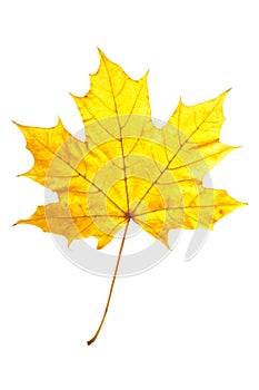 Dry yellow maple leaf isolated on white background