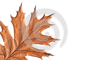 Dry yellow maple leaf on white isolate