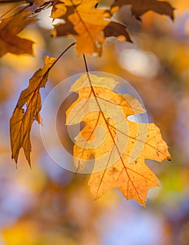 Dry yellow oaken leaves on a branch