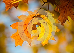 Dry yellow oaken leaves on a branch