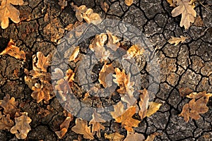 Dry yellow and orange leaves on the cracked ground/ Leaves from different trees.. Foliage top view