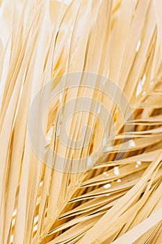 Dry yellow palm leaves in a sunlight. Summer background