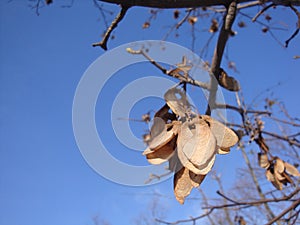 Dry yellow seeds of alder birch against the background of a winter blue sky