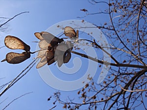 Dry yellow seeds of alder birch against the background of a winter blue sky