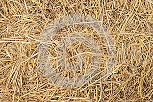 Dry yellow straw grass background texture closeup.