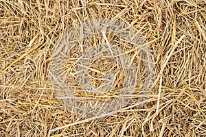 Dry yellow straw grass background texture closeup wallpaper.