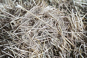 Dry yellow straw grass background texture after harvest. hay texture background , close up
