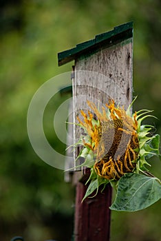 Dry yellow sunflower near a wooden birdhouse