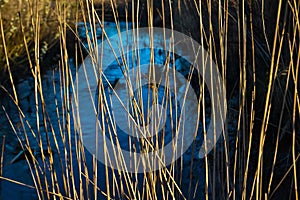 Dry yellow thin reed grass. Pattern, texture, macro, close-up. Blue creek, river backdrop. The field in sun light