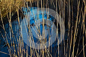 Dry yellow thin reed grass. Pattern, texture, macro, close-up. Blue stream, river background. The field at sunset