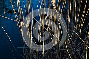 Dry yellow thin reed grass. Pattern, texture, macro, close-up. Blue stream, river background. The field in sunset