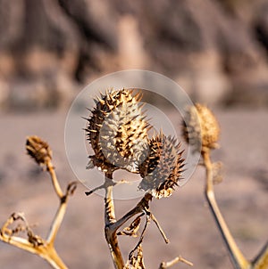 Dry yellow thorn plant in the Sahara desert