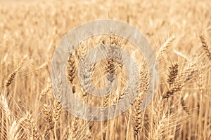 Dry yellow wheat in the field ready for harvest