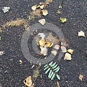 Dry yellowed autumn foliage lying on wet damp asphalt. Abstract textured wallpaper.