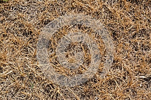 Dry yellowish brown grass background