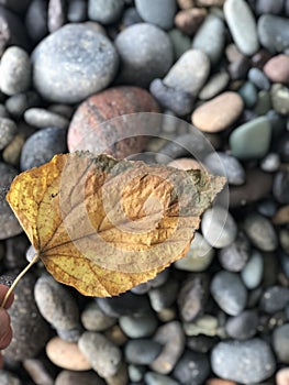 The dry yellowish leaf on rocks