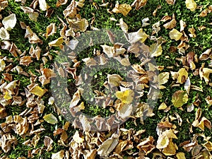 Dry yellowish leaves on green grass