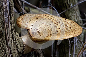 Dryad`s Saddle   812809