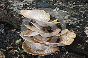 Dryad`s Saddle Bracket Fungi