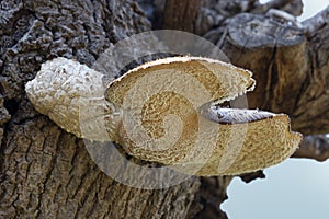 Dryad`s saddle growing on a tree