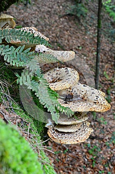 Dryad`s Saddle mushroom, fern and moss on old beech tree