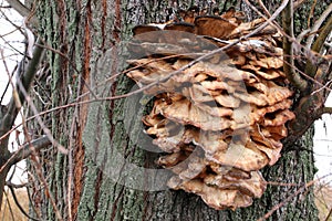 Dryad`s saddle mushroom on an old tree. Polyporus squamosus or CeriÃ³porus squamÃ³sus mushroom.